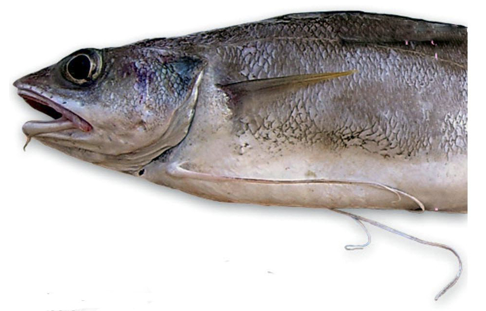 Phycis blenoides_0911